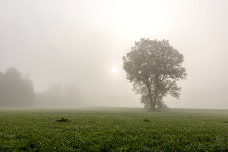 Forest nature mysterious