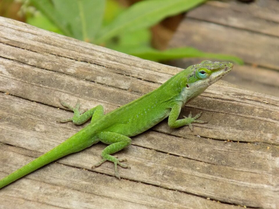 Lizard green reptile