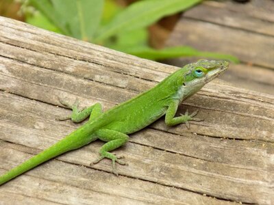 Lizard green reptile