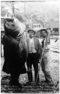 Black sea bass - the world's record by F.S. Schenck on rod and reel. Weight 384 lbs. Catalina Island, Calif. LCCN2003671106