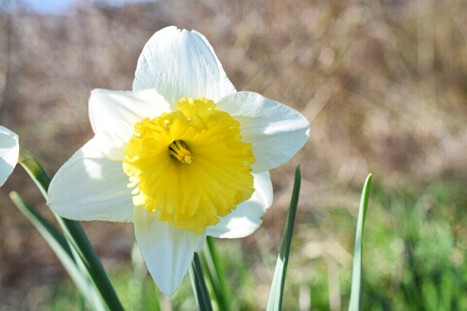 Close up spring flowers yellow flowers photo