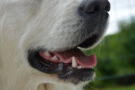 Teeth language dog