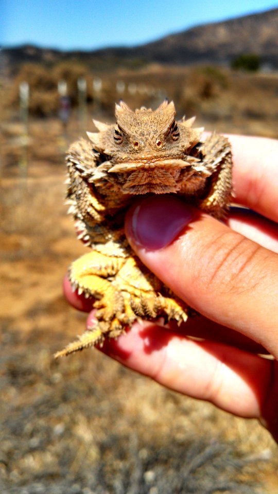 Blainville's Horned Lizard (12310601524)