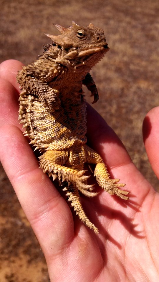 Blainville's Horned Lizard (12310163855)