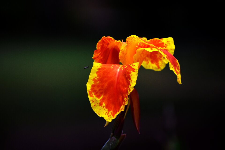 Flower bloom starchy