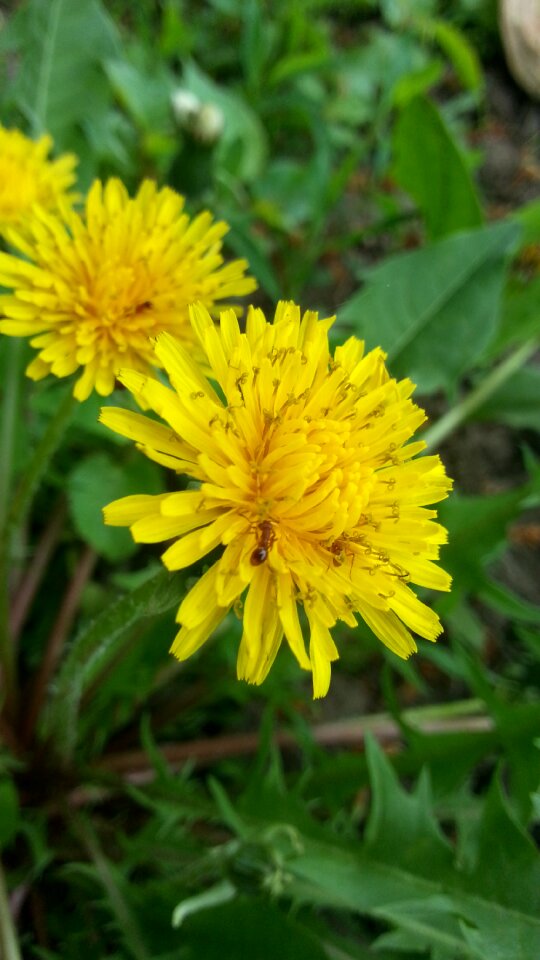 Dandelions ants flowers