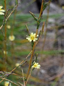 Bloom plant autumn photo