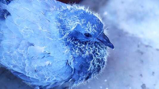 Winter frost born pigeon