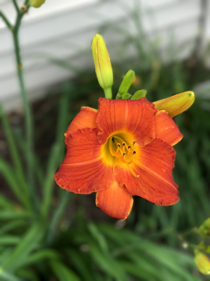 Natural daylily gardening