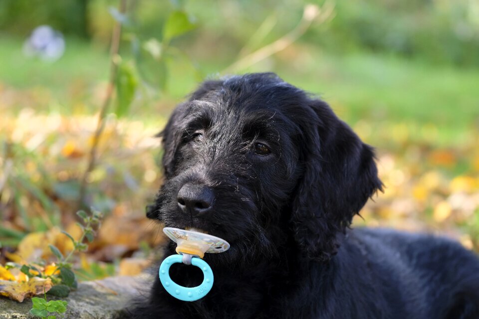 Child pacifier sucking