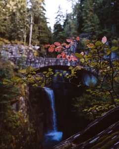 Plant branch nature
