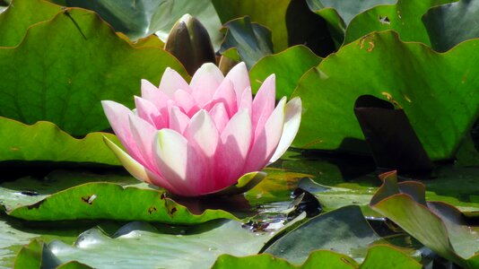 Nature pond plant water lily photo