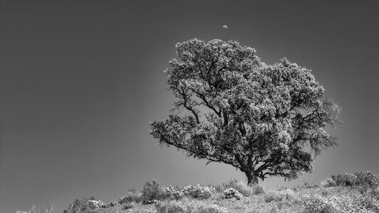 Tree landscape nature