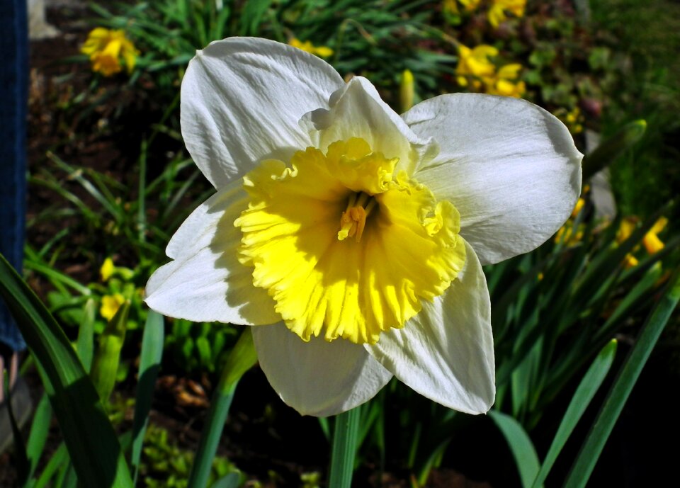 Leaf garden narcissus trąbkowy