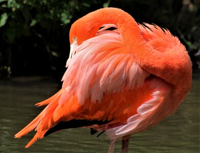 Wildlife beak waterfowl
