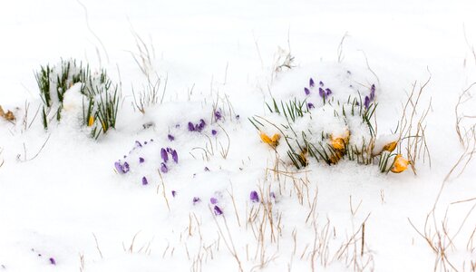 Flower season snow