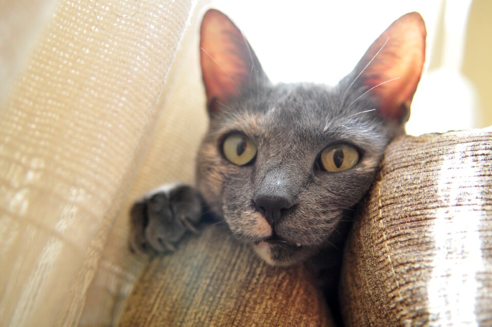 Feline mammal domestic