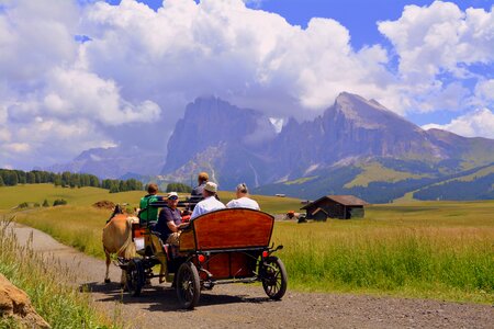 Road animals coachman