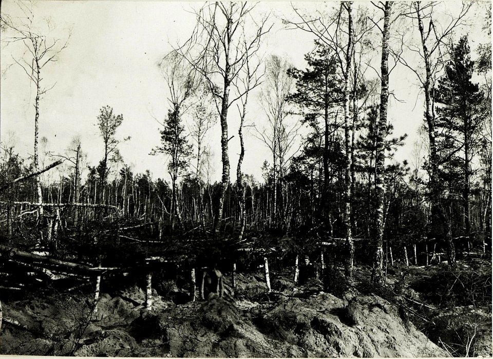 Blick auf den gedeckten Schützengraben des Infanterieregiments Nr. 62 und auf das durch Maschinengewehrfeuer umgelegte Vorfeld im Wald bei Janòw. (BildID 15589148)