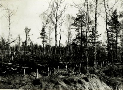 Blick auf den gedeckten Schützengraben des Infanterieregiments Nr. 62 und auf das durch Maschinengewehrfeuer umgelegte Vorfeld im Wald bei Janòw. (BildID 15589148)