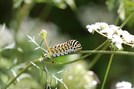 Animal points plant