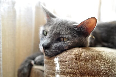 Feline mammal domestic