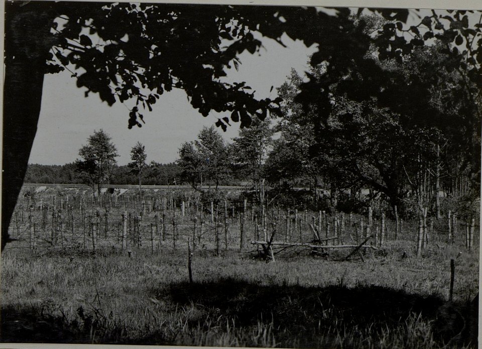 Blick auf die Waldbahn und den vom Feind besetzten M.H.Czarny Las (BildID 15446082)