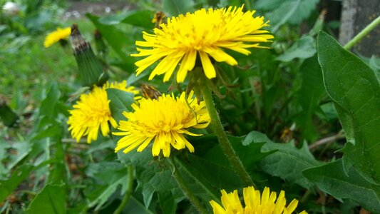 Dandelions greens flowers