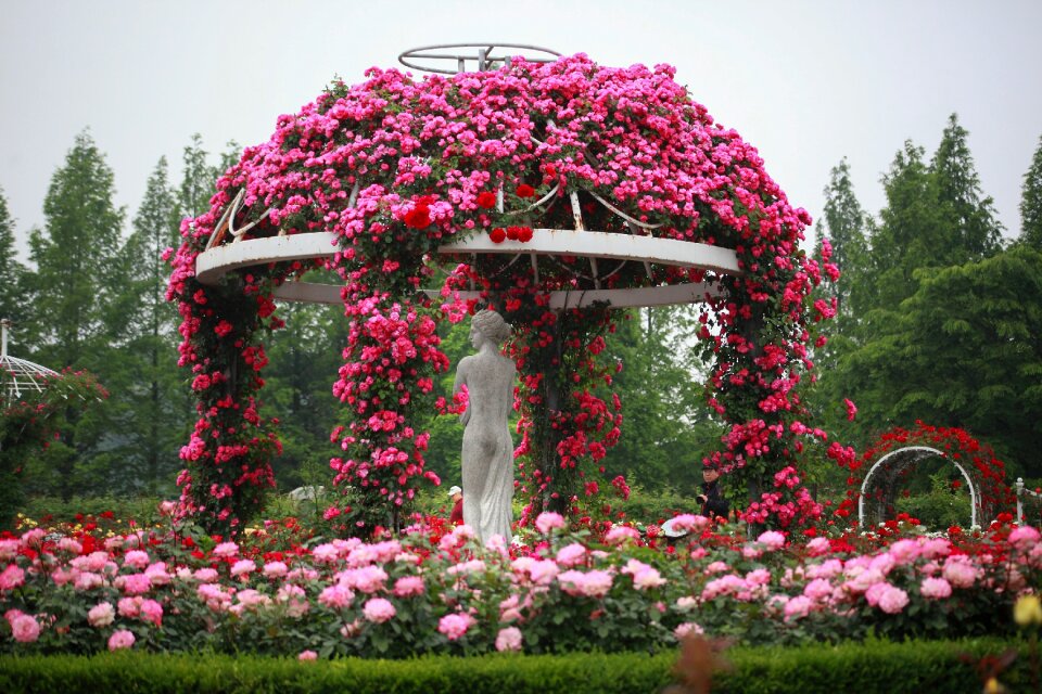 Plants sculpture rose