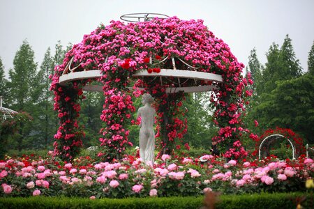 Plants sculpture rose