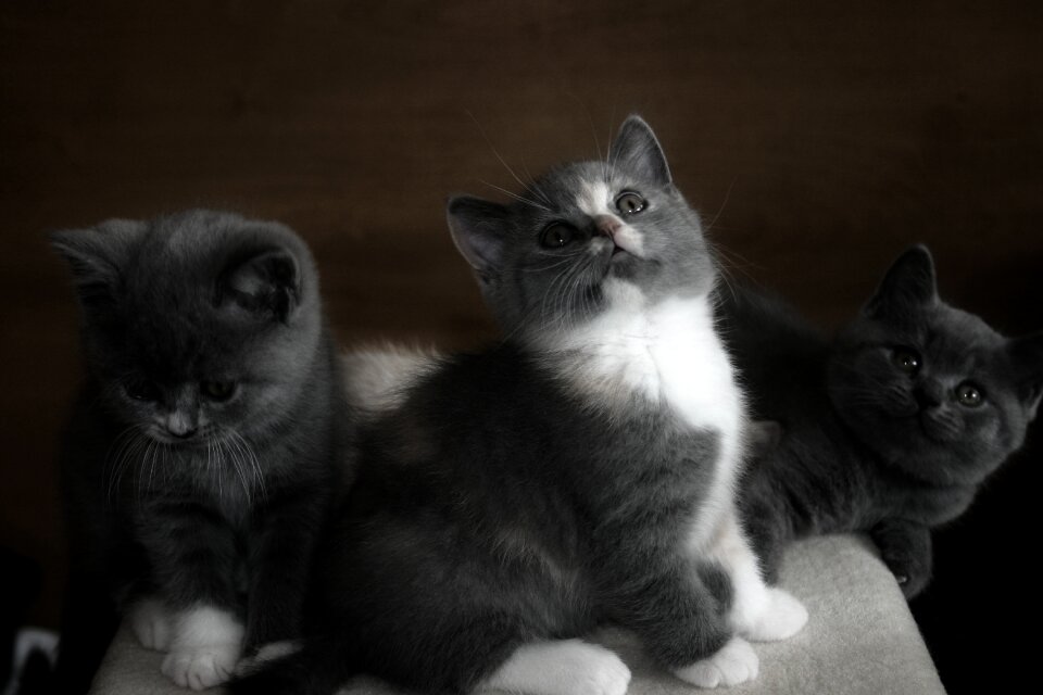 Young cat brit mieze