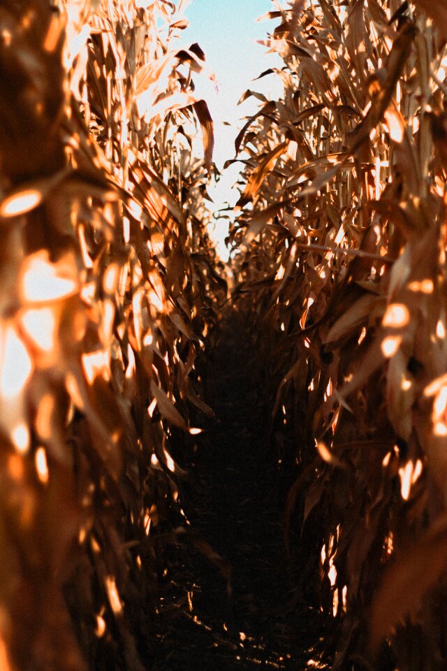 Corn agriculture summer