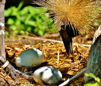 Baleurica regulorum bird feather photo