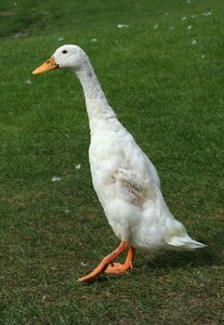Feather poultry duck