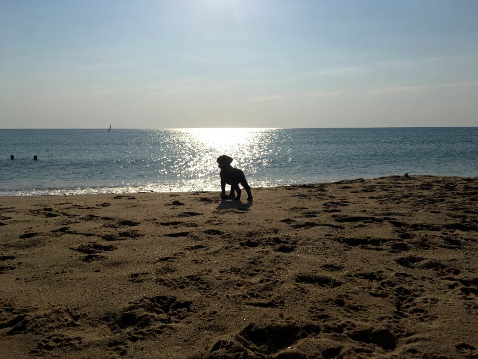 Labrador puppy black labrador puppy beach