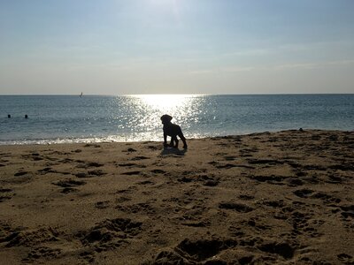 Labrador puppy black labrador puppy beach photo