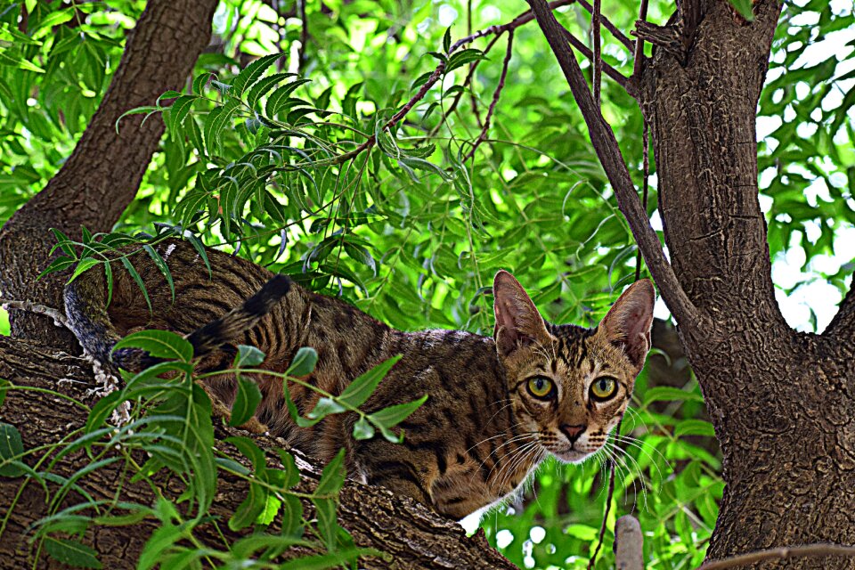 Cute kitten domestic