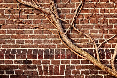 Brown brick creeper vine photo