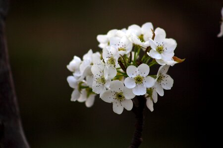 Wood pear flower orchard