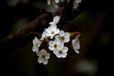 Plants pear flower orchard