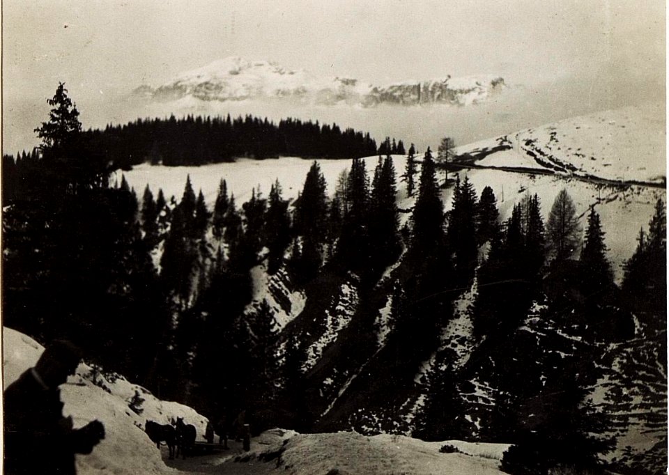 Blick von Alpenrose gegen Sellagruppe. (BildID 15582674)
