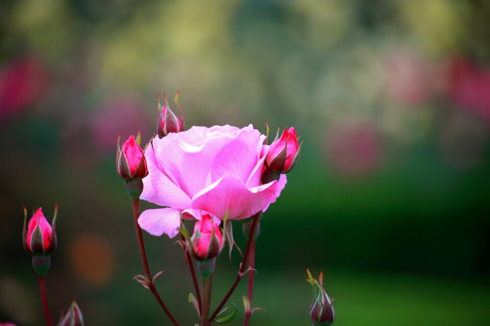 Summer rose beautiful photo