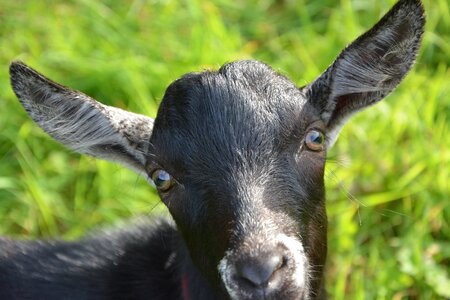 Green eyes long ears nature photo