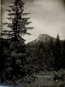 Blick von der Cima di Vezzena vom Monte Rover. Aufgenommen im Mai 1916. (BildID 15533853)