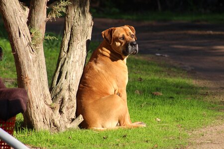 Animal canine pet