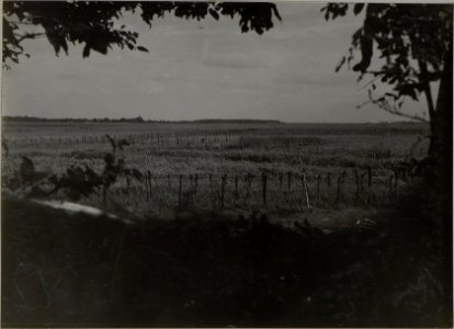 Blick von der Kirche Berlyn gegen die feindlichen Gräben bei Koniuszkow - Brody. (BildID 15445991)