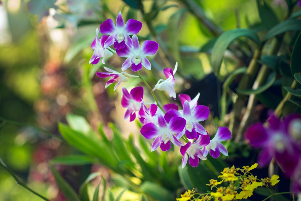 Nature flower garden natural