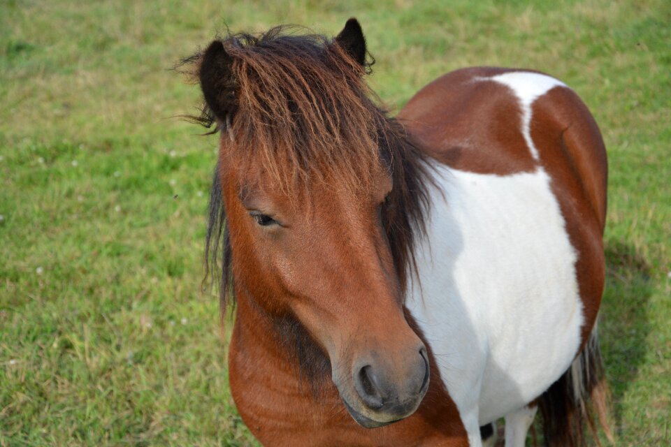 Mane toupet brown color brown white