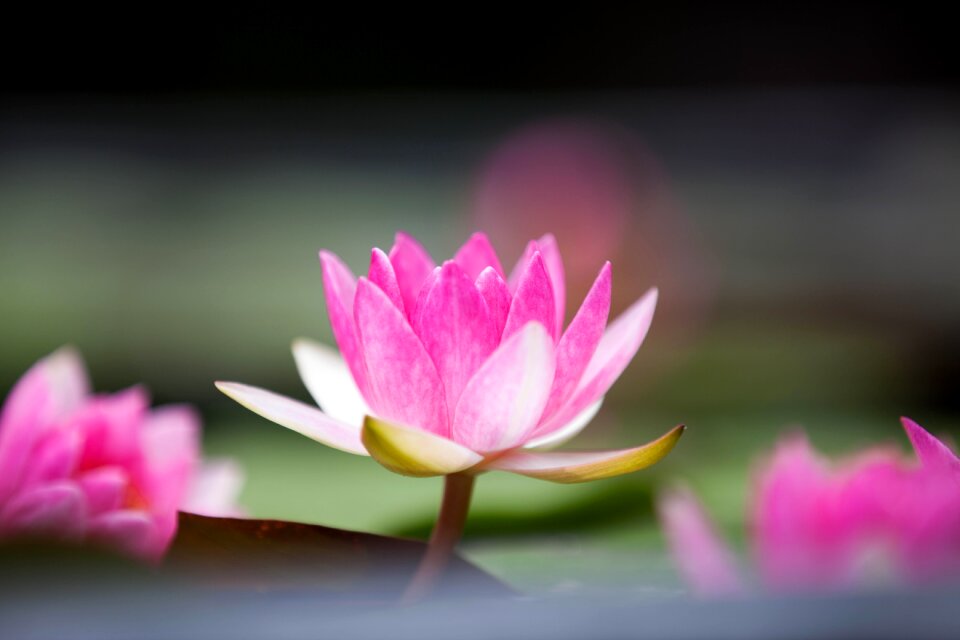 Lotus flower pink