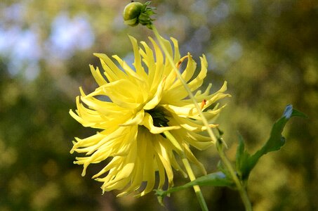 Floral summer natural photo